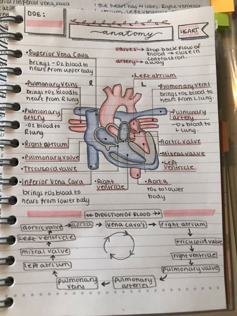 Aesthetic Anatomy Notes, College Studying, Studera Motivation, خريطة ذهنية, Nurse Study, Medical Notes, Nursing School Motivation, Nurse Study Notes, Nursing Student Tips