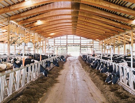 Looking through the freestall barn, where cows can eat, roam and sleep wherever they want. ++This redesigned dairy barn promotes cow happiness and the result puts these cows in the 99th percentile for milk development because of it. Cow Shed Design, Cattle Housing, Cow Barn, Beef Farming, Cattle Barn, Cow Shed, Cow House, Farm Shed, Modern Farmer