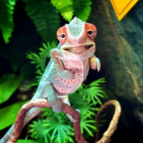 Just Look At This Happy Baby Chameleon! Baby Chameleon, Colorful Lizards, Cute Lizard, Cute Reptiles, Chameleons, Reptiles And Amphibians, Lizards, Happy Baby, Animal Photo