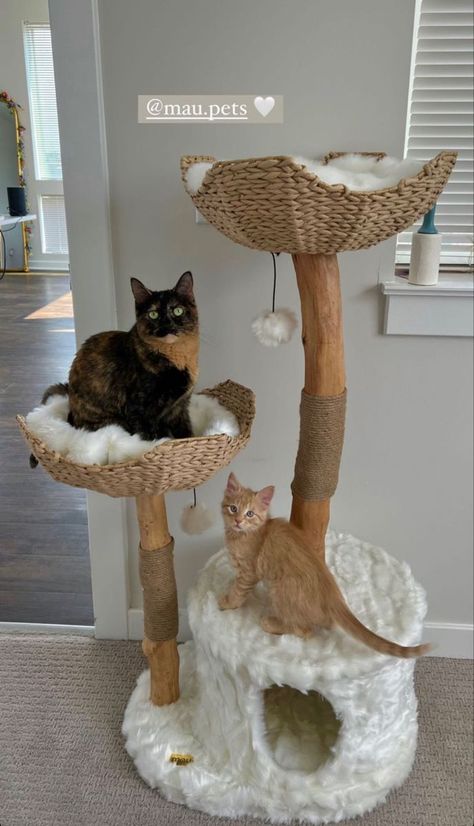 Cat Room Decor, Kitten Decor, Pfp Cat, Cat Tree House, Diy Cat Tree, Modern Cat Tree, Cat House Diy, Cat Pfp, Tree Cat