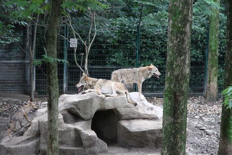 Wolf Enclosure, Dog Backyard, Zoo Project, Wolf Dog, Wolf Pack, Owl House, Otters, Shanghai, Animals Wild