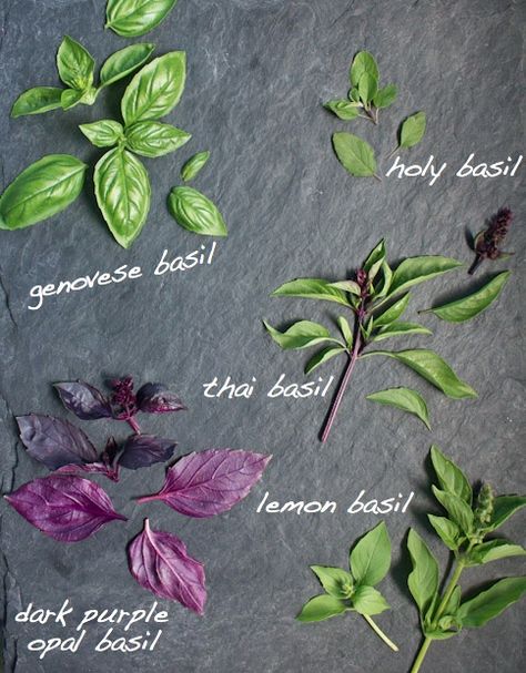 Market Watch: Basil Types Of Basil, Types Of Herbs, Lemon Basil, Thai Basil, Holy Basil, Growing Herbs, Veggie Garden, Back To Nature, Kitchen Garden