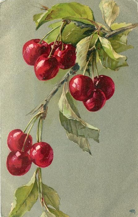 catherine klein | cherries on a branch, 1905 Cherries Painting, Catherine Klein, Watercolor Fruit, Fruit Painting, 수채화 그림, China Painting, Fruit Art, Botanical Drawings, Botanical Illustration