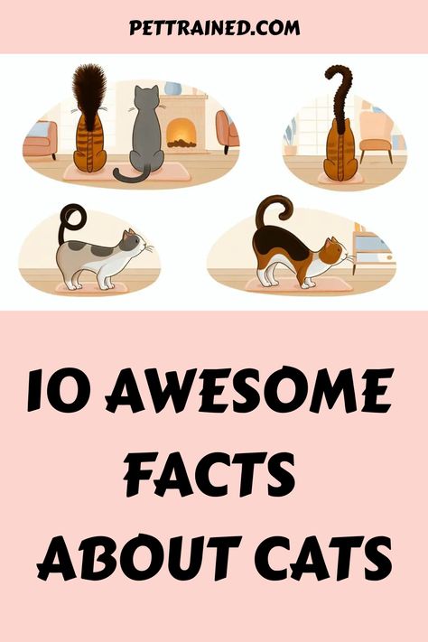 Illustrations of cats in various poses above the text "10 Awesome Facts About Cats". All About Cats Facts, Tapetum Lucidum, Fun Facts About Cats, Cat Mood, First Time Cat Owner, Cats Facts, Polydactyl Cat, Facts About Cats, Cat Problems