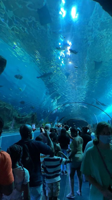 Toronto Aquarium, Veterinarians Medicine, Beautiful Tree Houses, Dubai Video, Underwater House, Georgia Aquarium, Underwater Sea, Vacation Photography, Instagram Frame