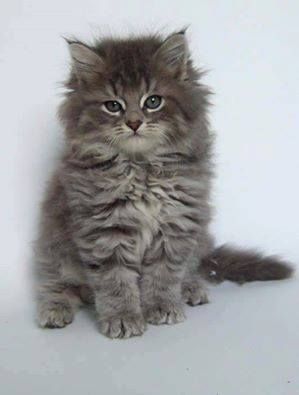 Siberian Forest Cat, Siberian Kittens, Siberian Cats, Pet Tips, Beautiful Kittens, Söt Katt, Siberian Cat, Gorgeous Cats, Kittens And Puppies