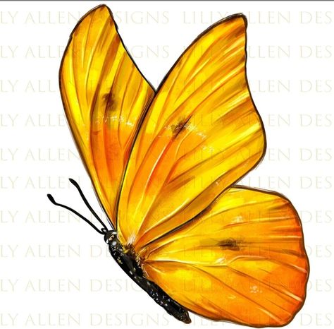 Cloudless Sulphur Butterfly, Sulphur Butterfly, Hand Drawn Butterfly, Drawn Butterfly, Spring Png, Yellow Butterflies, Butterfly Png, Nursery Art Decor, Design Butterfly