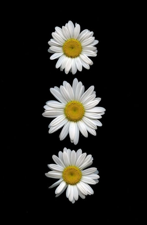 Sunflowers And Daisies, Daisy Wallpaper, Sunflower Wallpaper, Wallpaper Nature Flowers, White Daisies, Flower Background Wallpaper, Flower Phone Wallpaper, Pics Art, Flower Backgrounds