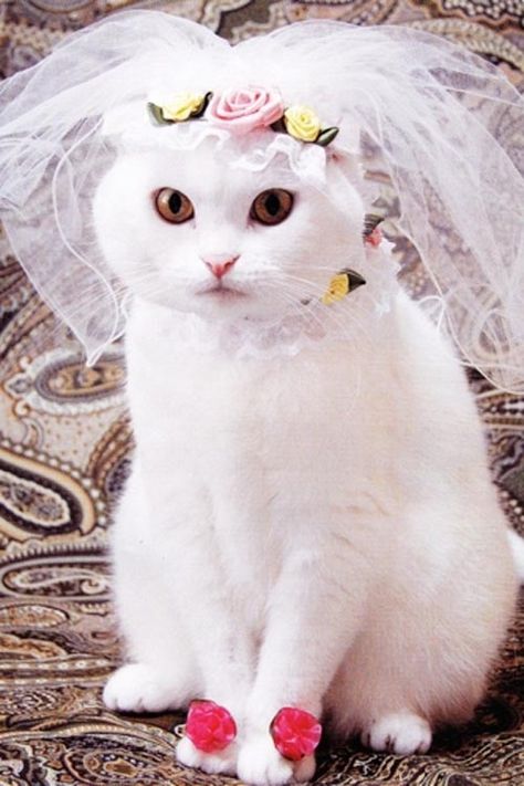 :) Cat Wedding, Cute Cats Photos, White Cats, Cat Costumes, Pet Costumes, Cute Cats And Kittens, Cat Clothes, Pretty Cats, Beautiful Cats