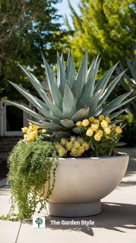 15 of The Best Tropical Plants for a Pool Area - The Garden Style Agave Planter Ideas, Planter Ideas For Full Sun, Agave In Planter, Thriller Filler Spiller Ideas Full Sun, Succulent Pots Ideas, Potted Plants Around Pool, Pool Area Plants, Pool Planter Ideas, Plants For Pool Area