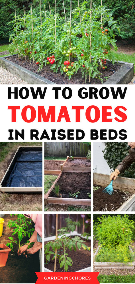 How to Grow Tomatoes in a Raised Garden Bed Raised Tomato Beds, Tiered Garden Boxes, Preparing Garden Beds, How To Grow Cherries, Making Raised Garden Beds, Above Ground Garden, How To Grow Tomatoes, Tomato Planter, Garden Bed Layout