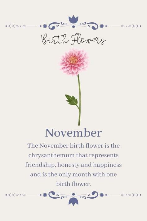 Flowers Of November, Chrysanthemum Flower Quotes, Scorpio Flower Birth Month, November Month Flower, Chrysanthemum Quotes, Birth Flower For November, November Month Aesthetic, Flowers That Mean Friendship, April And November Flower Tattoo