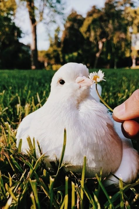 Turtle Dove Aesthetic, Pretty Bird Aesthetic, Pet Dove Aesthetic, Dove Bird Aesthetic, Dove Aesthetic Bird, Doves Aesthetic, Dove Picture, Pet Dove, Dove Animal