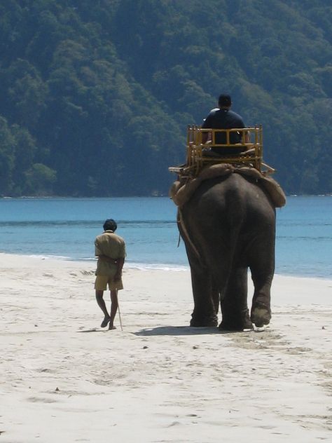 Radah Nagar beach, Havelock Island. Andamans (India) | There is 2 resident swimming elephants at Radah Nagar beach. The only touristic attraction  ! Havelock Island, India People, African Elephant, Vacation Ideas, Archaeology, Culture Art, Art History, Mammals, Camel