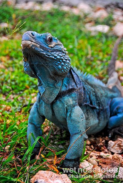 Blue Iguana Blue Iguana, Colorful Lizards, Regard Animal, Chameleons, Grand Cayman, Komodo, Crocodiles, Reptiles And Amphibians, Endangered Species