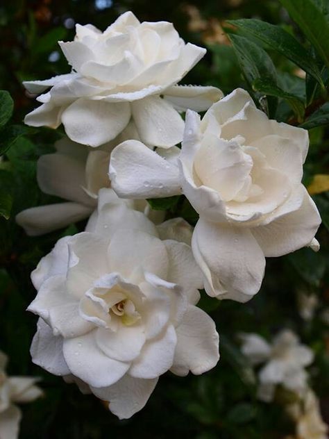 Gardenias after a rain storm White Gardenia Aesthetic, Gardenia Aesthetic, Gardenia Bouquet, Gardenia Bush, Gardenia Jasminoides, Gardenia Flowers, Gardenia Plant, Gardenia Flower, White Gardenia