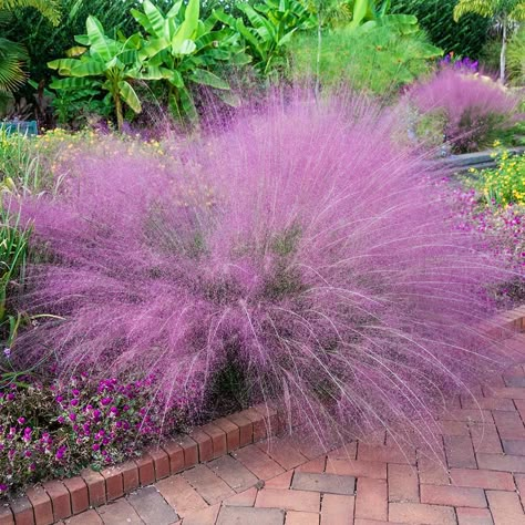 Muhlenbergia Capillaris, Pink Muhly, Pink Pot, Spring Hill Nursery, Perennial Grasses, Fountain Grass, Meadow Garden, Winter Plants, Garden Path