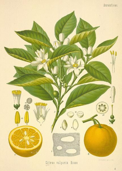 A lovely vintage lemon fruit and plant botanical drawing. #Victorian #art #illustrations #botany #lemons Free Botanical Prints, Botanical Printables, Illustration Botanique Vintage, Botanical Plants, Botanical Illustration Vintage, Illustration Botanique, Botanical Art Prints, Vintage Botanical Prints, Orange Tree