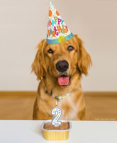 Enzo ❤️ Dog Birthday Pictures, Dog Friendly Cake, Golden Retriever Birthday, Birthday Dogs, Puppy Photography, Dog Birthday Cake, Dog Photoshoot, Puppy Birthday, Dog Birthday Party