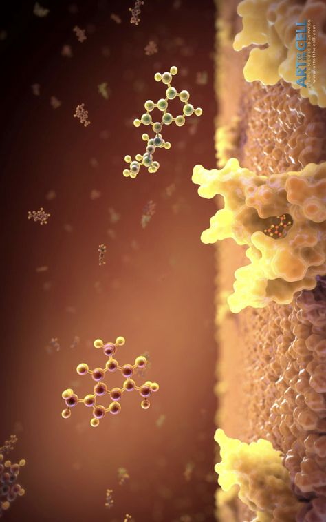 These yellow structures are adenosine A2A receptors in the shell of the nucleus accumbens of the brain. As we become tired, our bodies produce adenosine (the green small molecule above), which binds to these receptors and they, in turn, send signals to inhibit arousal. In other words, we get sleepy. Enter caffeine! (the orange small molecule above). Caffeine binds to the A2A receptors in place of adenosine and blocks the process, so we wake up! Nucleus Accumbens, The Brain, Our Body, Wake Up, Brain, This Is Us, Science, Turn Ons, Orange