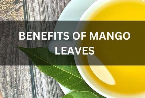 Benefits Of Mango, Drink Mango, Guava Leaf Tea, Mango Health Benefits, Mango Leaf, Mango Leaves, Mango Benefits, Balance Blood Sugar, Ginger Roots