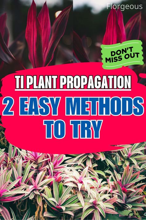 Ti Plant Propagation Ti Plant, Plant Propagation, Root Growth, Tropical Climate, How To Go, Easy Plants, Propagating Plants, Success Rate, Potting Soil