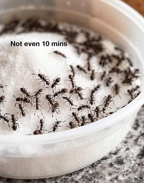 Dr. Barbara O'Neill Health Tips | As the weather heats up, I always go for this trick to getting rid of pesky ants | Facebook Homemade Ant Killer, Ants Activities, Ant Repellent, Citrus Smell, Kill Ants, Rid Of Ants, Get Rid Of Ants, Ant Killer, Cinnamon Essential Oil