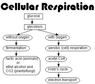 Microbiology Study, Cell Respiration, Glucose Metabolism, Biology College, Cellular Respiration, Biology Classroom, High School Biology, Biology Facts, Medical Student Study