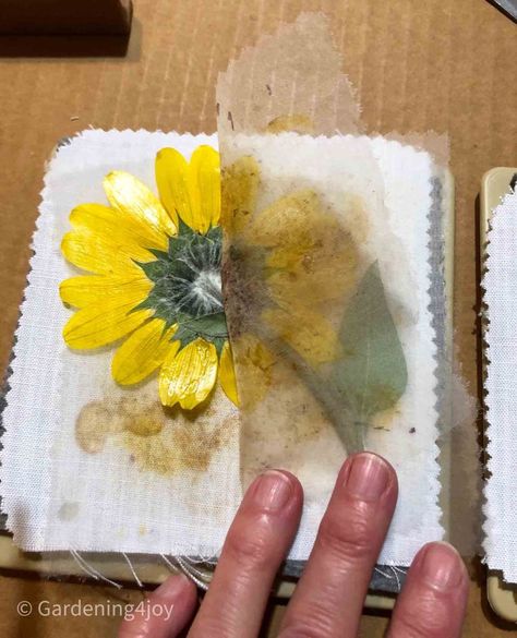 How to create perfectly pressed flowers with a microwave flower press - Gardening4Joy Diy Microwave Flower Press, Microwave Pressed Flowers, Press Flowers In Microwave, Pressed Zinnias, Herbal Crafts, Microwave Flower Press, Dried Flowers Crafts, Pressed Flowers Diy, Press Flowers