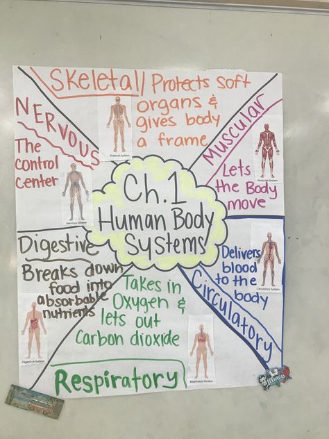 Human Body Anchor Chart, 8th Grade Science Projects, Human Body Science Projects, Human Body Science, Fourth Grade Science, Science Anchor Charts, Science Stations, 7th Grade Science, 8th Grade Science