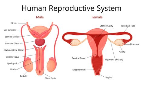 Reproductive System Project, Human Reproductive System, Body Anatomy Organs, Female Reproductive System Anatomy, Basic Anatomy And Physiology, Female Reproductive System, Fallopian Tubes, General Knowledge Book, Body Anatomy