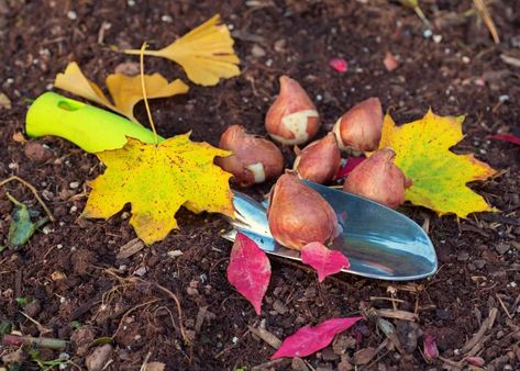 Tulip Bulbs Are Planted in Fall Tulip Care, When To Plant Tulips, Planting Tulip Bulbs, Planting Bulbs In Spring, Growing Tulips, Planting Tulips, Daffodil Bulbs, Organic Compost, Tulip Bulbs