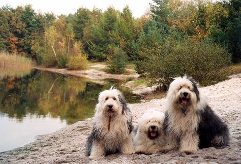 good old days by dewollewei, via Flickr Old English Sheep Dog, English Sheep Dog, Sheep Dogs, Sheep Dog, For My Best Friend, Bearded Collie, English Mastiff, English Sheepdog, Old English Sheepdog