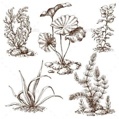 Sketch of Underwater Plants - Flowers & Plants Nature Underwater Drawing, Underwater Flowers, Lilies Drawing, Ocean Plants, Plant Sketches, Sea Flowers, Underwater Plants, Marine Plants, Sea Plants