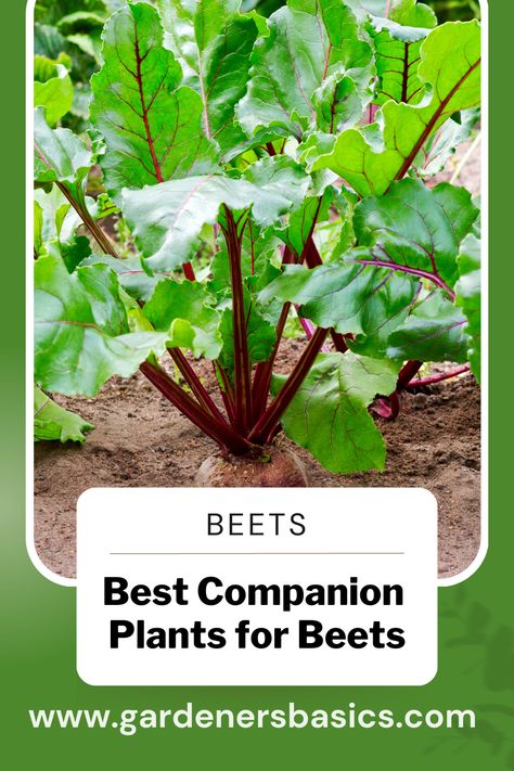 Best Companion Plants for Beets by Gardeners Basics Beets Growing, Planting Beets, Beet Plant, Planting Chart, Growing Beets, Best Companion Plants, Companion Planting Vegetables, Companion Gardening, Garden Companion Planting