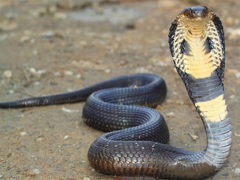 https://flic.kr/p/24TRSNV | Giant King Cobra | The king cobra (Ophiophagus hannah) is an elapid found predominantly in forests from India through Southeast Asia. ... The king cobra is a dangerous snake that has a fearsome reputation in its range, although it typically avoids confrontation with humans when possible. King Cobra Snake, Snake Images, Deadly Animals, Snake Wallpaper, Cobra Snake, Snake Venom, Snake Art, King Cobra, Reptiles And Amphibians