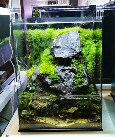 Fish Aquarium Decorations, Fish Tank Terrarium, Aquascape Design, Fish Tank Design, Aquatic Garden, Beautiful Terrariums, Fresh Water Fish Tank, Nano Aquarium, Shrimp Tank