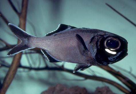 39. Splitfin flashlight fish: 'This small fish has an extraordinary ability to illuminate the inky darkness of an underwater cave by flashing bright lights beneath its eyes.' Read more in 100 Bizarre Animals www.bradtguides.com Flashlight Fish, Sea Organisms, Bizarre Animals, Crazy Animals, California Academy Of Sciences, Deep Sea Creatures, Interesting Animals, Marine Fish, Ocean Fishing