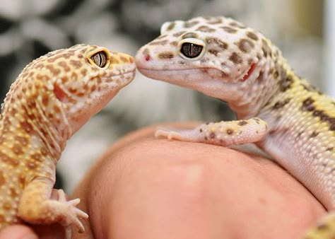 Awwwww this reminds me of my Luna and Solar! Leopard Gecko Cute, Leona League Of Legends, Cute Gecko, Cute Lizard, Leopard Geckos, Cute Reptiles, Crested Gecko, Leopard Gecko, Reptiles Pet