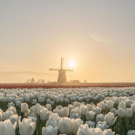 Nick de Jonge on Instagram: "Excited to announce that these 10 images from previous tulip seasons will be exhibited later this month! So proud and excited, stay tuned 😉  Which is your favorite? 1-10  Will you visit Holland this month? Best month of the year! Tag someone you want to visit these fields with! 📸🌷  ‼️Please always have permission to enter the fields!  #spring #lente #tulips #tulip #tulipan #keukenhof #netherlands #dutch #amsterdam #floweroftheday #tulipseason #flowerphotography #flowerfields #fleurs #flores #blumen #bloemen #nature #travelphotography #trending #earth #earthday #bucketlist #workshop #flowersofinstagram   Will you visit this year?" Tulip Festival Amsterdam, Amsterdam Tulips, Tulip Season, Tulip Festival, Tulip Fields, So Proud, Months In A Year, Tag Someone, Earth Day