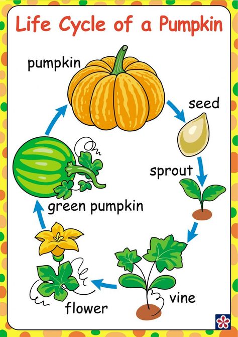 Free Printables of the Parts and Life-cycle of a Pumpkin | TeachersMag.com Who Took The Pumpkin From The Pumpkin Patch Song, Pumpkin Informational Writing, October Centers Preschool, Pumpkin Life Cycle Kindergarten, Lifecycle Of A Pumpkin, Life Cycle Kindergarten, Pumpkin Play Dough, Pumpkin Life Cycle Craft, Pumpkin Activities Preschool