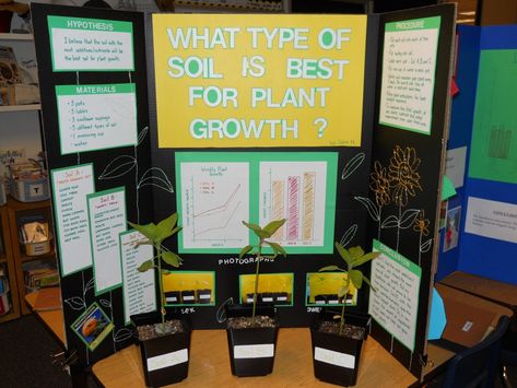 Elementary science fair project Plant Science Fair Projects, Plants Science Project, Science Fair Display Board, Science Fair Poster, Science Project Board, Science Fair Board, Science Fair Projects Boards, Project Topics, Biology Projects