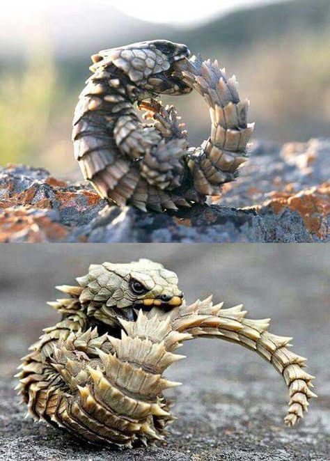 Armadillo Lizard, Regnul Animal, Cute Reptiles, Interesting Animals, Unusual Animals, Rare Animals, Reptiles And Amphibians, Weird Animals, An Animal