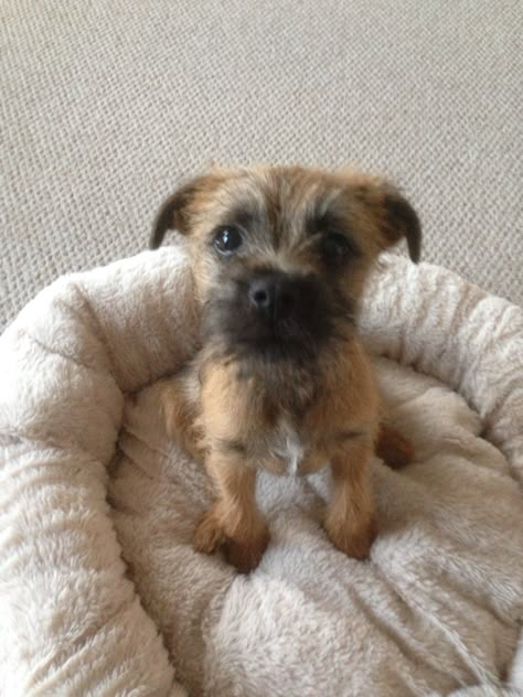 Boarder Terriers Puppy, Border Terrier Puppy, Border Terriers, Terrier Puppies, Terrier Puppy, Border Terrier, Cairn Terrier, Brown Dog, Terrier Dogs