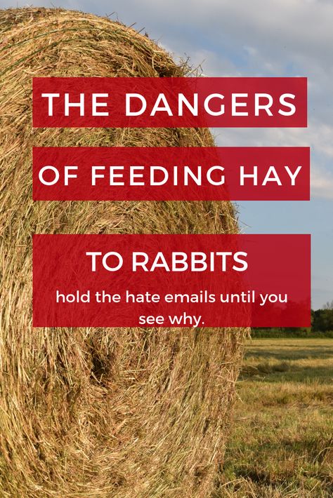 Controversial topic I know. I am not saying hay itself is a bad thing. But rabbits digestive systems are very touchy. Check out my reasons why and how I came to the decision not to feed hay to my rabbits.   #hay #livestock #rabbits #feeding #urban #farm #homestead Raising Bunnies For Meat, Homestead Rabbits, Diy Hay Feeder, Bunny Homes, Rabbit Farming, Bunny Things, Raising Rabbits For Meat, Rabbit Diy, Rabbit Stuff