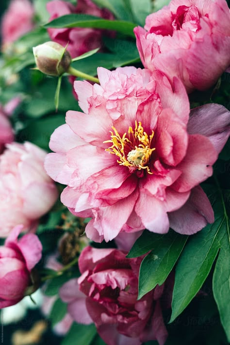 Large Tree Peony Bloom Download this high-resolution stock photo by Kelly Knox from Stocksy United. Tree Peony, Large Tree, Floral Photo, Peony Flower, Flowers Nature, Beautiful Blooms, Flower Photos, Flower Pictures, Love Flowers