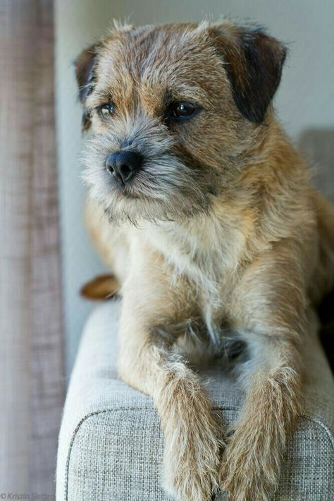 Dogs Reference, Dog Grooming Salon Decor, Border Terrier Puppy, Brown Dogs, Border Terriers, Border Terrier, Best Dog Breeds, Brown Dog, Outdoor Dog