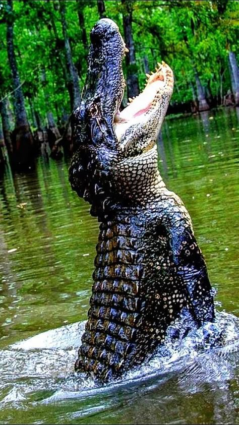 Crocodile Animal, Regnul Animal, Cute Reptiles, Animal Reference, Majestic Animals, Animal References, Crocodiles, Reptiles And Amphibians, Wildlife Animals