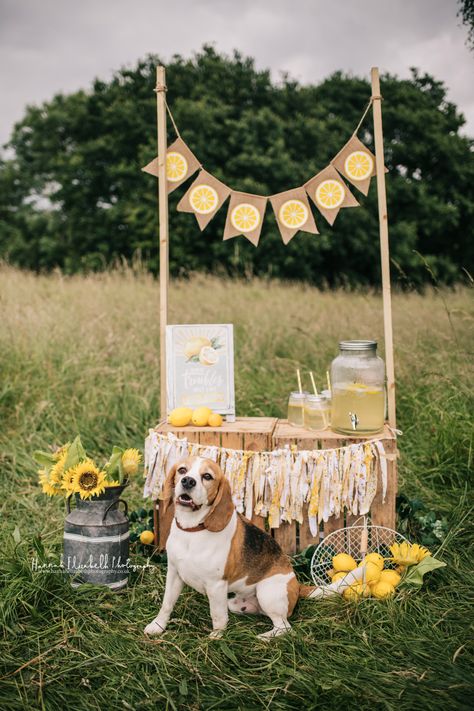 Blog Post | Lemonade Stand — Hannah Elizabeth Photography Lemonade Stand Photoshoot, Lemonade Photo Shoot, Lemonade Photoshoot, Lemonade Stall, Lemonade Stand Photography, Lemonade Stand Photo Shoot, Photoshoot Set, Mini Ideas, Homemade Lemonade