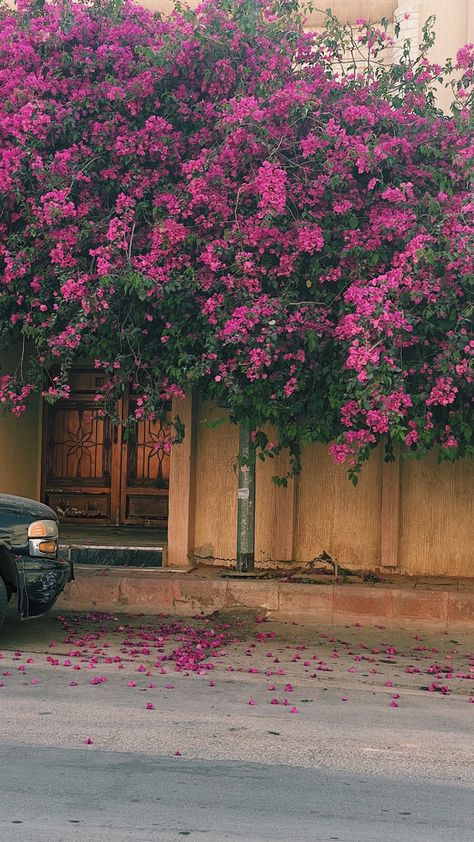 Bouganvilla Flower, Bougainvillea Wallpaper, Bougainvillea Aesthetic, Pretty Flowers Photography, Green Screen Background Images, Flowers In A Vase, Sky Photography Nature, Nothing But Flowers, Green Screen Backgrounds